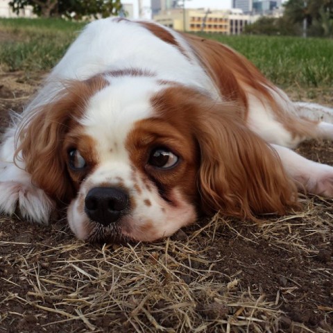 Indy, a brown-and-white dog in the park laying with his chin on the dirt, looking away from the camera