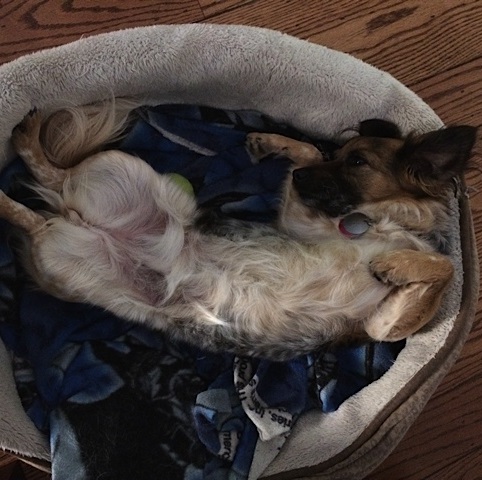 Calypso, a long-hair, short-legged, multi-colored dog lying on her back in her bed as if she is a model in a Renaissance painting, with front paws curled next to her face