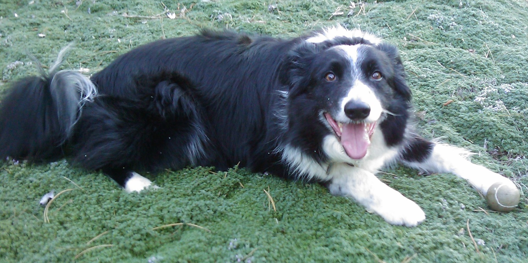 Carl, a border collie looking at you with sparkling eyes and a smile of anticipation, lying on some green groundcover with ball between his front paws