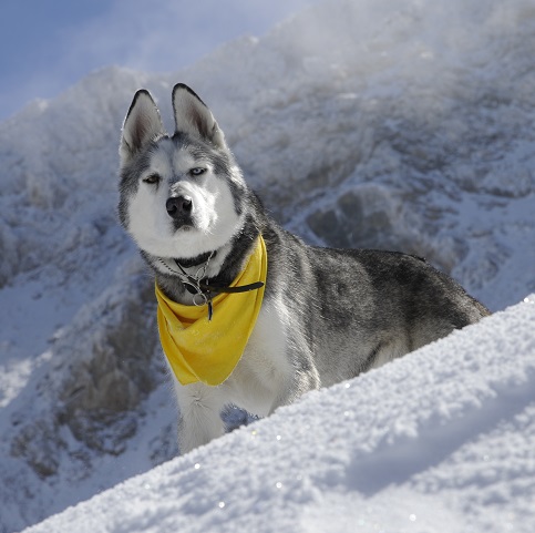 Helo, a husky in the snow, steep rocky mountains in the background, and a bright yellow neck scarf. His eyes are two different colors and his ears are intent upon the camera-holder.