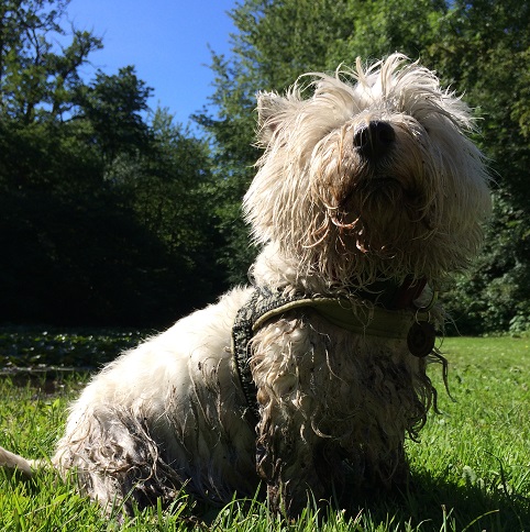 Marcy, a white-haired yorkshire terrier, having just played (or chased prey) in the mud