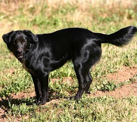 Merlin, a shiny black dog in a big green meadow, listening for a nearby rodent to dig up or chase