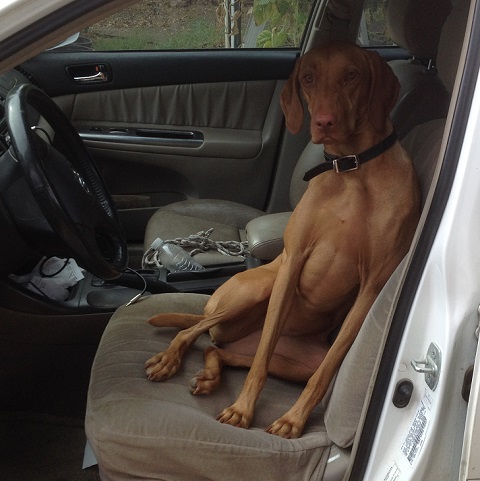 Penny, a short-hair golden pointer sitting up in the driver's seat of a car, ready to go now