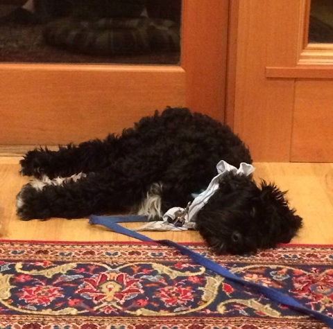 Rocky, a curly-haired black dog with long legs, flat out asleep on his side, with his leash still attached to his collar