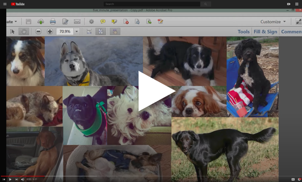 Opportunity Map for Canine & Feline Fur-People - YouTube video