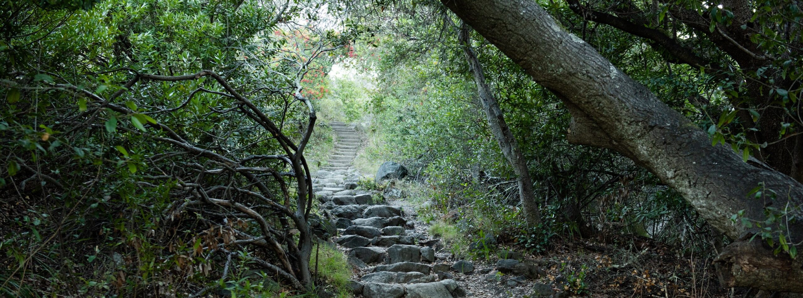 A hill in a forest with a flight of stone steps going to the bright area at the top